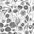 Seamless pattern with black and white black caraway, feather grass, helichrysum, lotus, lunaria, physalis