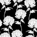 Seamless pattern with a black white line Chrysanthemum Flowers natural ornament. Royalty Free Stock Photo