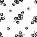 Seamless pattern with black and white red currant Royalty Free Stock Photo