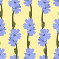 Seamless pattern. Blooming chicory with two large blue flowers