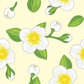 Seamless pattern with blooming jasmine