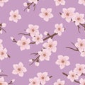 Seamless pattern with blossoming branches of cherry on a purple background