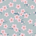 Seamless pattern with blossoming branches of cherry Royalty Free Stock Photo