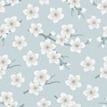 Seamless spring pattern with blossoming branches of cherry. A tree branch with white flowers and buds on a gray background Royalty Free Stock Photo