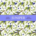 Seamless pattern, blue juniper berries and juniper leaves Royalty Free Stock Photo