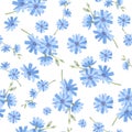 Seamless pattern of blue chicory flower. Floral background. Blossoming branch