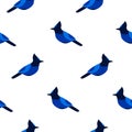 Seamless pattern with blue jay. Ornament for textile and wrapping. Royalty Free Stock Photo