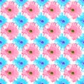 Seamless pattern blue and pink gerbera flowers on white background, summer daisy floral ornament, abstract gerber flower texture Royalty Free Stock Photo