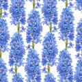 Seamless pattern with blue watercolor hyacinths on a white background. Royalty Free Stock Photo