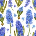 Seamless pattern with blue watercolor hyacinths on a white background. Royalty Free Stock Photo