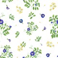 Seamless pattern with blue and yellow flowers. Thai blue flowers. Butterfly pea flowers. Tropical plant, Ipomoea, clitoria