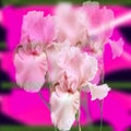 Seamless pattern in blur style: three flowers of pink iris on a blurred pastel green background, close-up Royalty Free Stock Photo