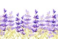 Seamless pattern border with sprigs of lavender flowers in the field on the meadow. Handmade watercolor illustration for the Royalty Free Stock Photo