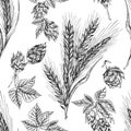 Seamless pattern botany hand drawn sketch Ears of wheat sheaf and hop isolated on white background. Engraving style