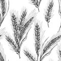 Seamless pattern botany hand drawn sketch Ears of wheat sheaf isolated on white background. Engraving style. Herbal
