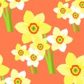 seamless pattern bouquet of daffodils flower on a pink background. vector illustration Royalty Free Stock Photo