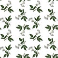 seamless pattern with branch of amyris