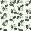 seamless pattern with branch of gum benjamin tree Royalty Free Stock Photo