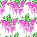 Seamless pattern with a branch of pink wisteria on a white isolated background.