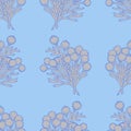 Seamless pattern with branches of Brunia albiflora plant.