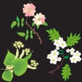 Seamless pattern with branches with flowers of officinal plans - linden tree, hawthorn, dog rose on black background