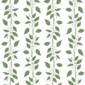 Seamless pattern branches and leaves of Camphor laurel. Floral background. Royalty Free Stock Photo