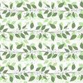 Seamless pattern branches and leaves of Camphor laurel. Floral background. Vector