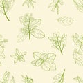 Seamless pattern with branches, leaves and flowers of boldo plant
