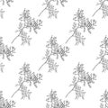 Seamless pattern with branches on thuja. Black and white endless texture