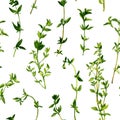 Seamless pattern with branches of thyme