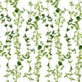 Seamless pattern with branches of thyme