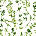 Seamless pattern with branches of thyme