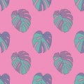 Seamless pattern of bright neon teal colored tropical Swiss Cheese Windowleaf Monstera Deliciosa plant leaves on pink background Royalty Free Stock Photo