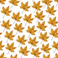 Seamless pattern with bright orange autumn leaf of a maple tree, hand drawn watercolor illustration isolated on white background. Royalty Free Stock Photo