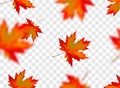 Seamless pattern with bright orange yellow red blurred falling maple leaves isolated on transparent background. Seasonal banner, Royalty Free Stock Photo