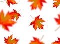 Seamless pattern with bright orange yellow red blurred falling maple leaves isolated on white background. Seasonal banner, cover, Royalty Free Stock Photo