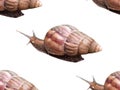 Seamless pattern of brown garden snails with spiral shells crawling on a white background, Royalty Free Stock Photo
