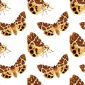 Seamless pattern with brown moth. Nocturnal tropical butterfly.