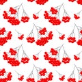 Seamless pattern, bunches of red rowan on a white background. Print, background vector