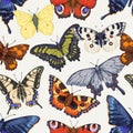 Seamless pattern, butterflies repeating print. Vintage fauna texture design, endless background. Beautiful flying moths Royalty Free Stock Photo