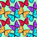 Seamless pattern the butterfly blue morpho monarch vector illust Royalty Free Stock Photo