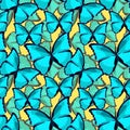 seamless pattern the butterfly blue morpho monarch vector illustration Royalty Free Stock Photo