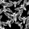 Seamless pattern. Butterfly dead head, adam's head. Black and white graphics handmade. Pattern