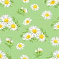 Seamless pattern with camomiles on a green background. Vector illustration of white flowers Royalty Free Stock Photo