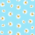 Seamless pattern with camomiles. Vector Illustration Royalty Free Stock Photo