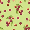 Seamless pattern with Camu camu berry on green background. Vector illustration of branch with red healthy berries Royalty Free Stock Photo