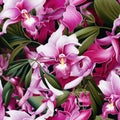 Seamless pattern of captivating, luscious, iridescent pink orchids