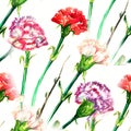 Seamless pattern watercolor, with a picture of the clove flower. carnations flowers Royalty Free Stock Photo