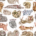 Seamless pattern with cats and dogs. Cute funny characters, emotions and feelings.