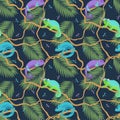 Seamless pattern of chameleons of different types and various varieties of coloring sitting on lianas, vector